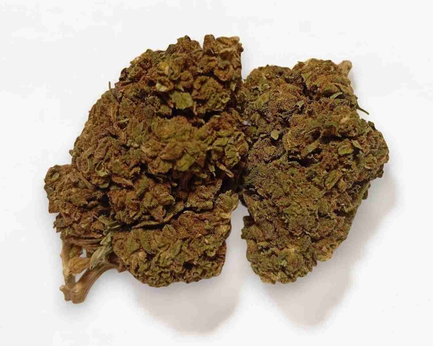 CRITICAL DIESEL 1