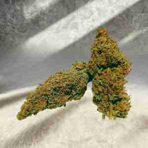 TROPICAL PUNCH