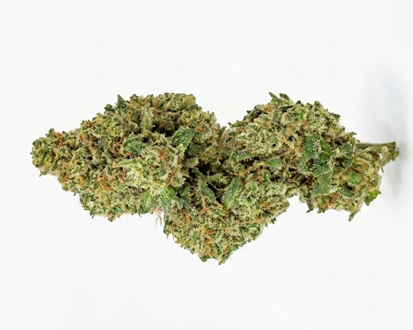 MINI WHITE WIDOW