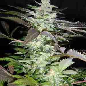 BLACK_JACK(R)_SWS01_02_587x800