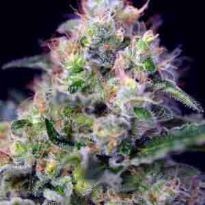 CREAM_CARAMEL(R)_SWS04_02_587x800