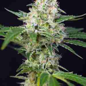 CRYSTAL_CANDY(R)_SWS