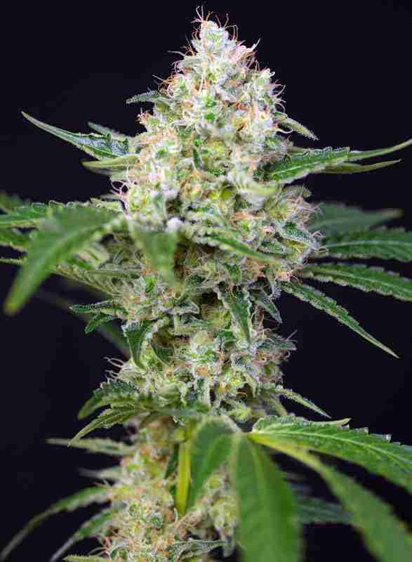 CRYSTAL_CANDY(R)_SWS