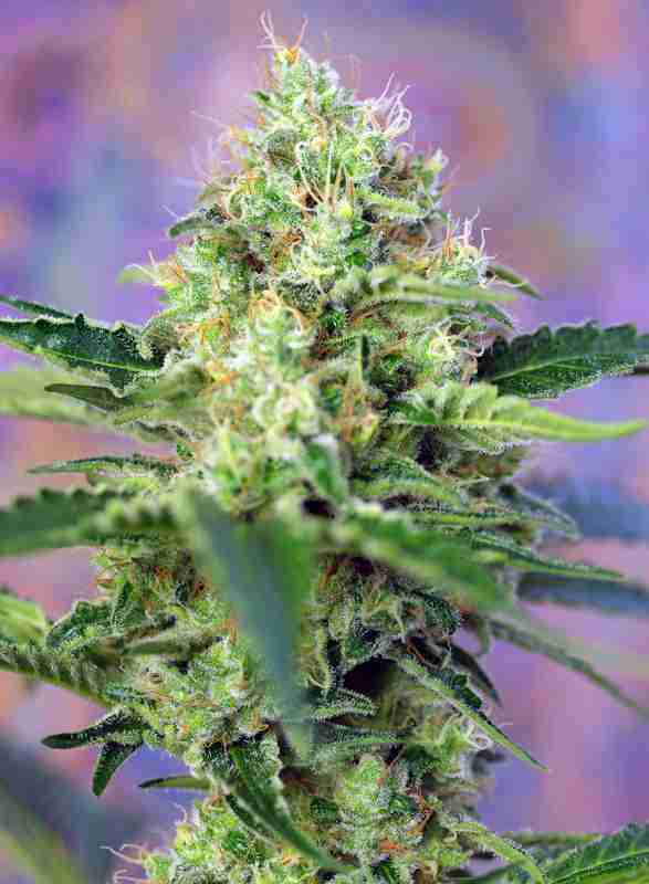 CRYSTAL_CANDY(R)_SWS58_587x800