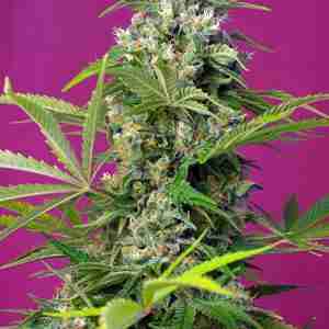 GORILLA_GIRL(R)_SWS74