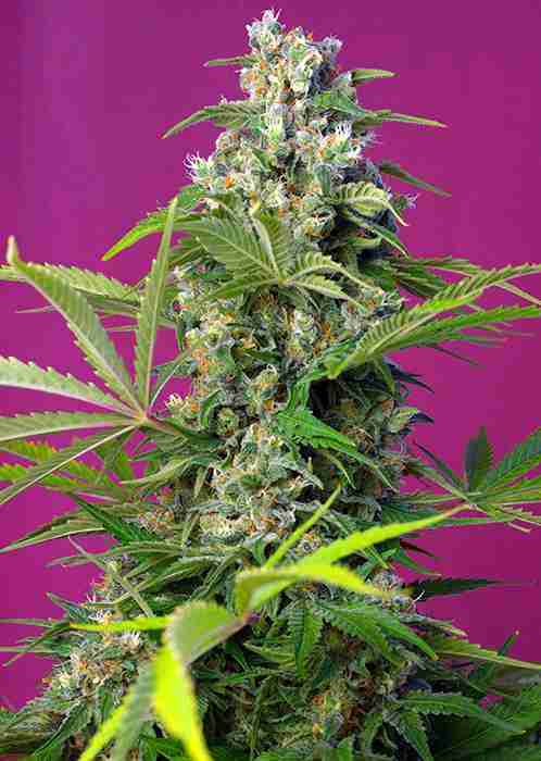 GORILLA_GIRL(R)_SWS74