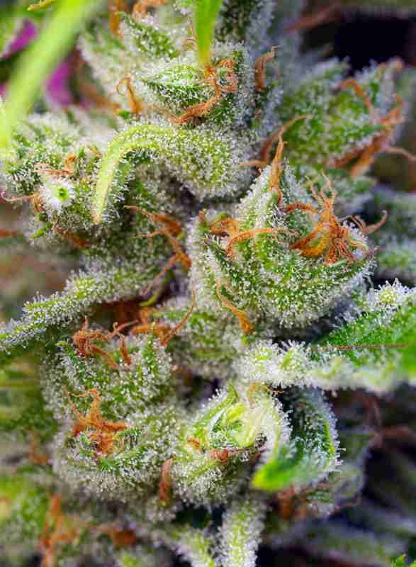 GORILLA_GIRL(R)_SWS74