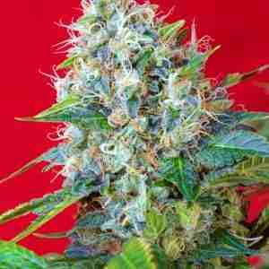 GREEN_POISON(R)_SWS14_587x800