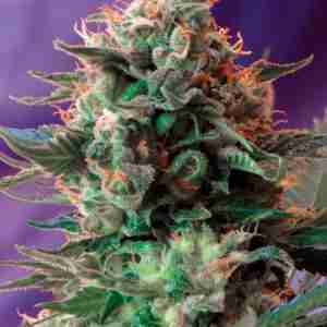 JACK_47(R)_SWS08_587x800