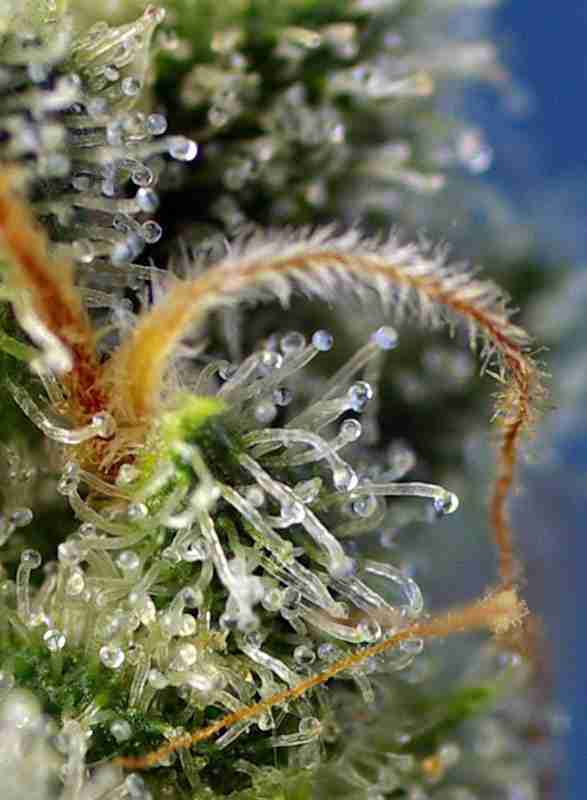 SWEET_AMNESIA_HAZE