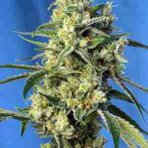 SWEET_AMNESIA_HAZE(R)_SWS72_587x800