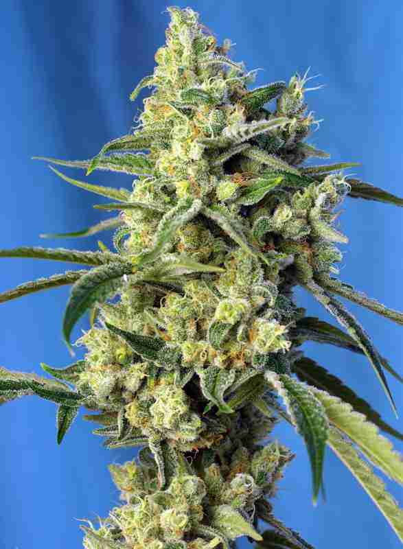 SWEET_AMNESIA_HAZE(R)_SWS72_587x800