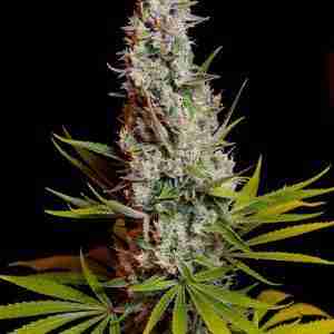 SWEET_CHEESE(R)_SWS19_587x800